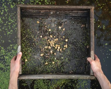 Sifting soil in water through the grate in search of the gold