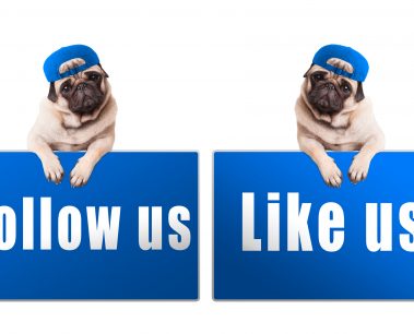 pug puppy dog with blue follow us and like us sign and wearing blue cap, islolated on white background